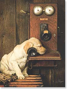 Lab resting head on vintage phone