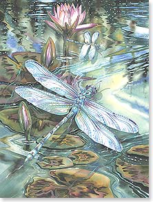 Dragon fly over lilly pads