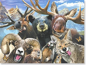 Moose, Elk, beer, ram, coyote, selfie