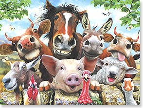 Horse, cow, donkey, pig selfie