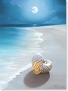 Nautilus shell on moonlit beach