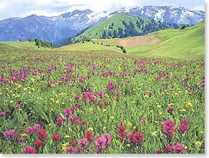 Wildflowers and mountain range
