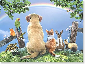 Backside of animals, rainbow