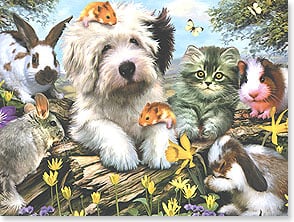 Dog, cat, mice, rabbits and guinea