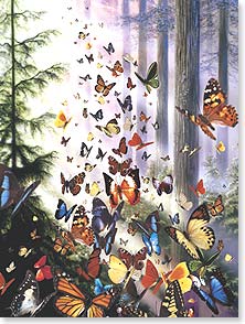 Butterflies in the Woods