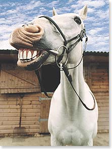 a horse smiling at the camera