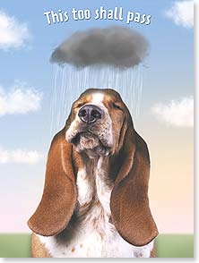 Basset hound under rain cloud