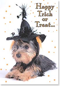 Dog in witch hat 