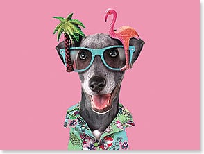 DOG WEARING GLASSES AND HAWAIIAN SHIRT