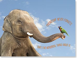 SITTING ELEPHANT with PARAKEET ON THE TRUNK