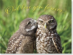 Two owls kissing