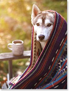 HUSKY WRAPPED IN INDIAN BLANKET