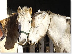 PAIR OF WHITE HORSES NUZZLING