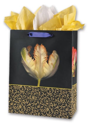 Red & ylw tulip, black bkgrd