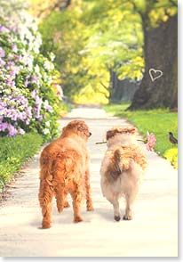 Rear view of pair of dogs walking