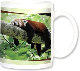 RED PANDA LOUNGING ON TREE LIMB
