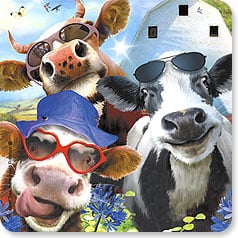 three funny cows wearing different types of sunglasses
