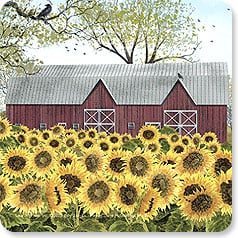 Many sunflowers with red barn in background