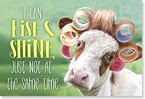COW WEARING BIG CURLERS