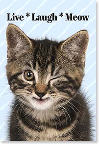 Cat winking and smiling