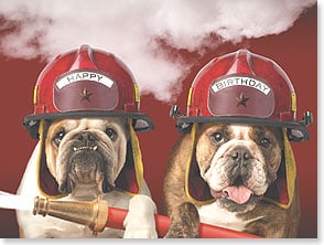 Funny dogs dressed as firefighters