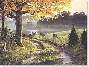 Deer on country road