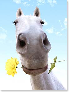 HORSE FACE WITH DAISY IN ITS MOUTH