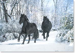 Pair of black horses galloping in snow
