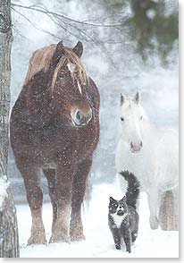 Horses with cat friend in snow