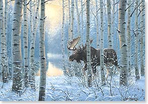 Moose walking through snowy aspens with lake in background