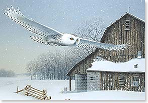 White snow Owl flying past barn