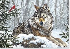 a wolf sitting in snow looks at a cardinal on a branch