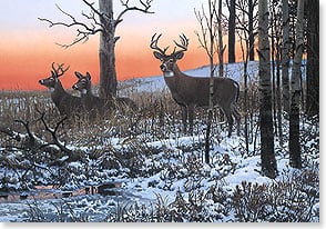 two bucks and a doe wander through a snowy forest at dawn 