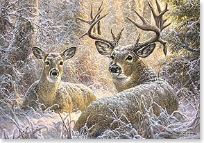 Buck and doe bedded down in snowy forest