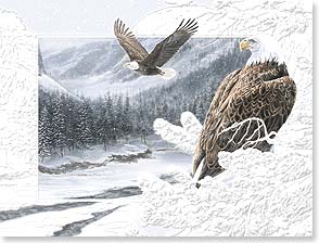 1 Eagle perched on snowy pine branch