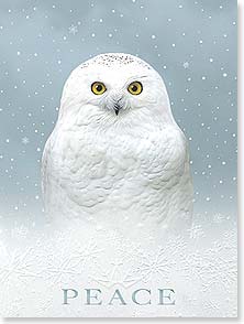 White snow owl, blue background