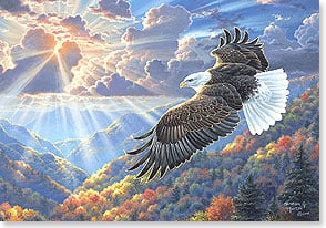 EAGLE SOARING, ABOVE TREES WITH FALL FOLIAGE
