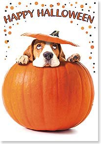 Dog poking head out of a pumpkin