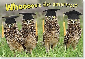 owls wearing graduation caps