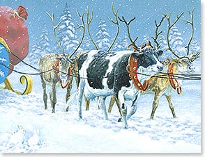 COW IN LINE WITH REINDEER PULLING SLED