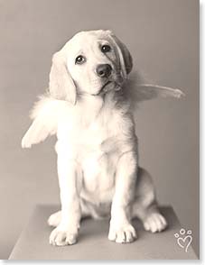Lab wearing angel wings