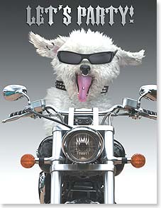Dog wearing sunglasses on motorcycle
