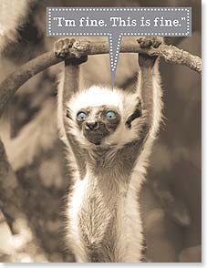 Lemur with bright blue eyes hanging from branch