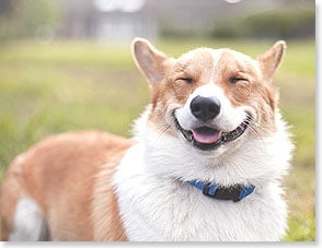 Tan and white dog smiling