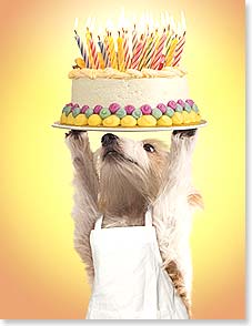 Dog wearing apron and holding lighted birthday cake over his head